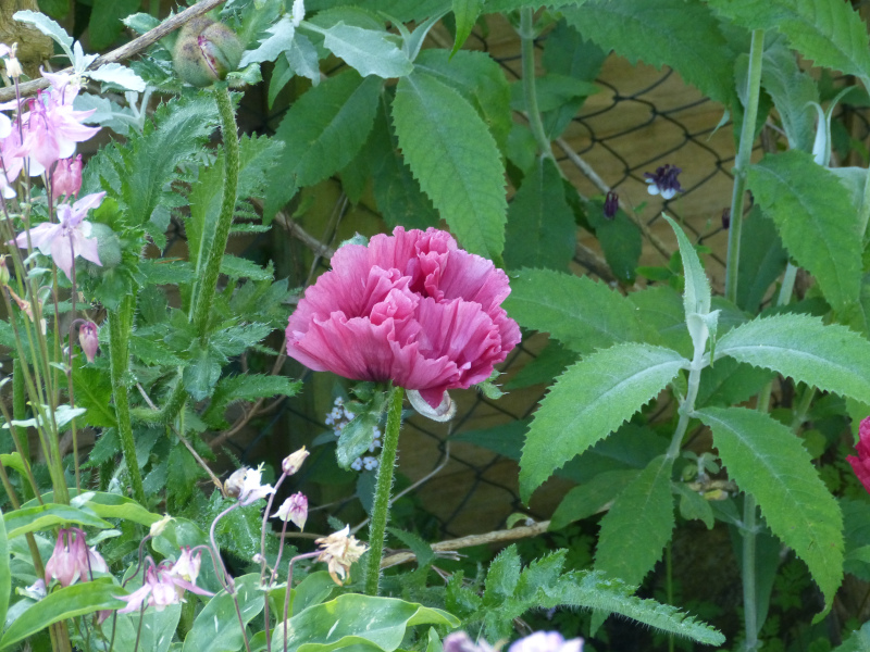 Pattys Plum seedling 2.JPG