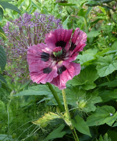 Pattys Plum seedling.JPG