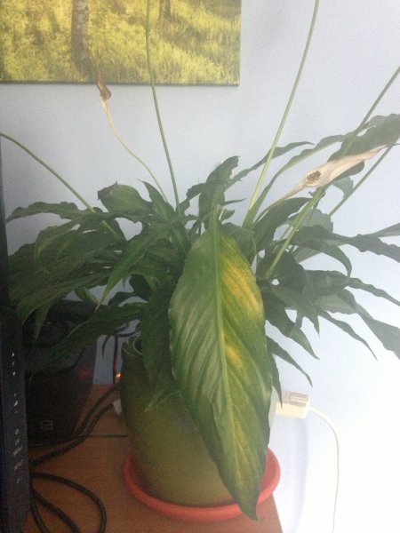 peace lily not too happy smaller.jpg