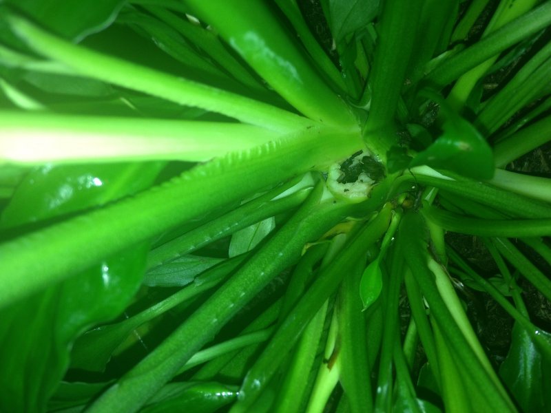 peace lily rotten stem smaller.jpg