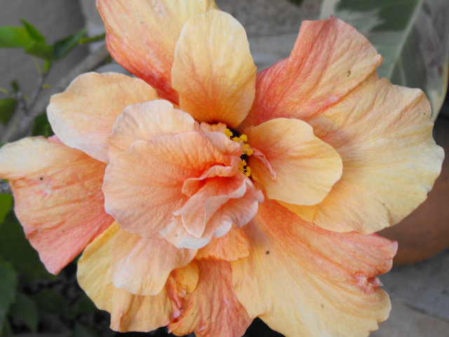 Peach Blow2 30 May 14.jpg