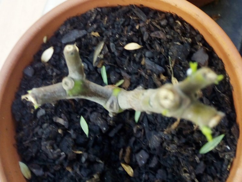 Peach Oleader 16 Sep 21.jpg