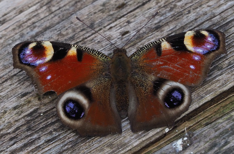 peacock 2020 pallet.jpg