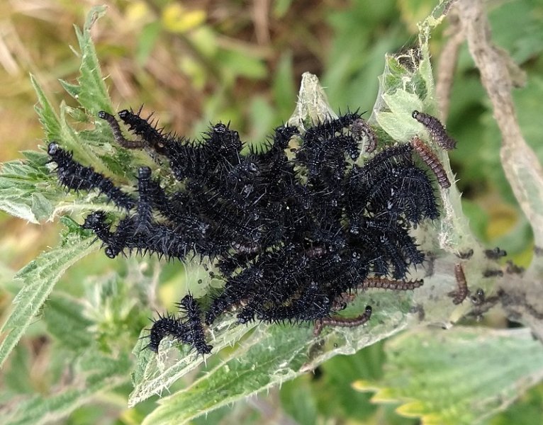 peacock caterpillars.jpg
