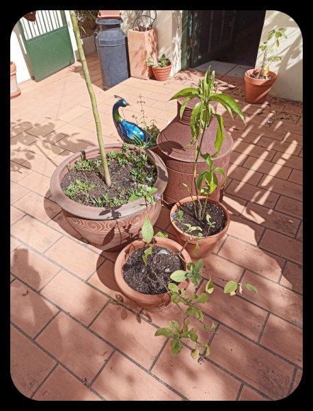 Peacock Eunice Mar 22.jpg