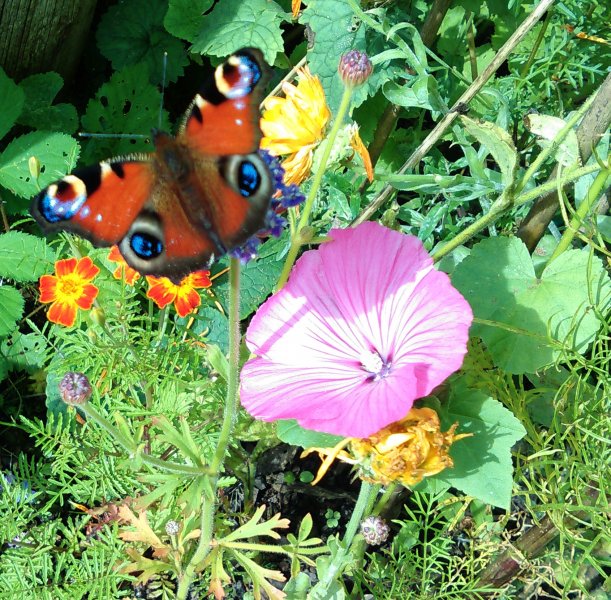 Peacock  feasting on Didicus _Blue Lace.jpg