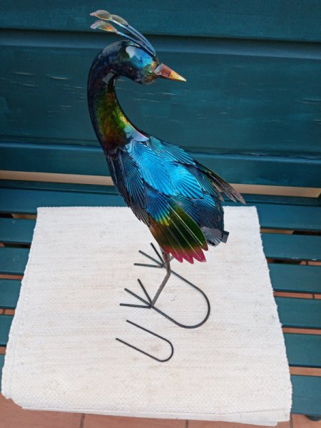 Peacock2 28 Feb 22.jpg