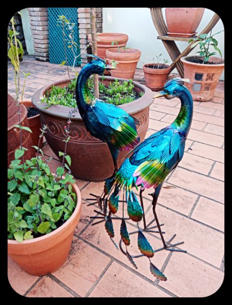 Peacocks Eunice & Reg 10 Mar 22.jpg