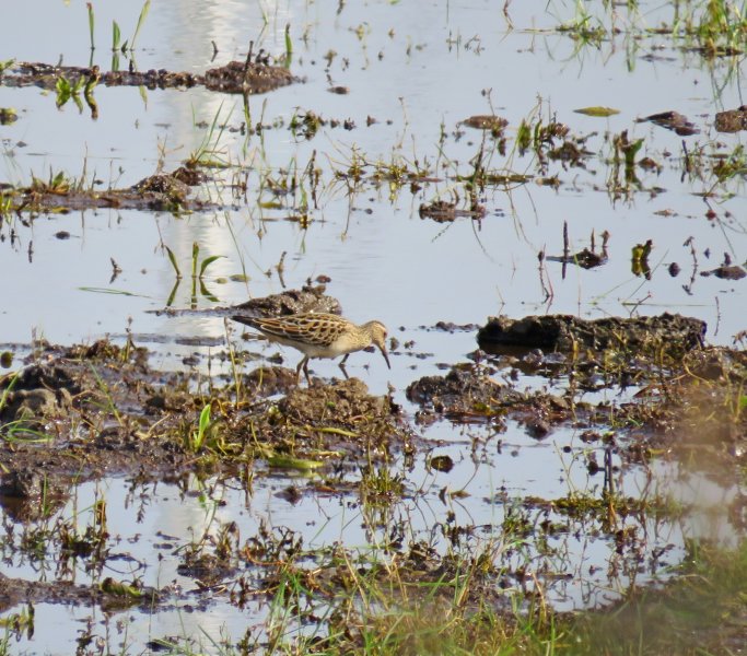 Pectoral Sandpiper - Swineham (1).JPG