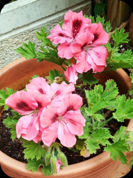 Pelargonium 21 Apr 24.jpg