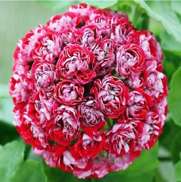 Pelargonium Rosebud(1).jpg