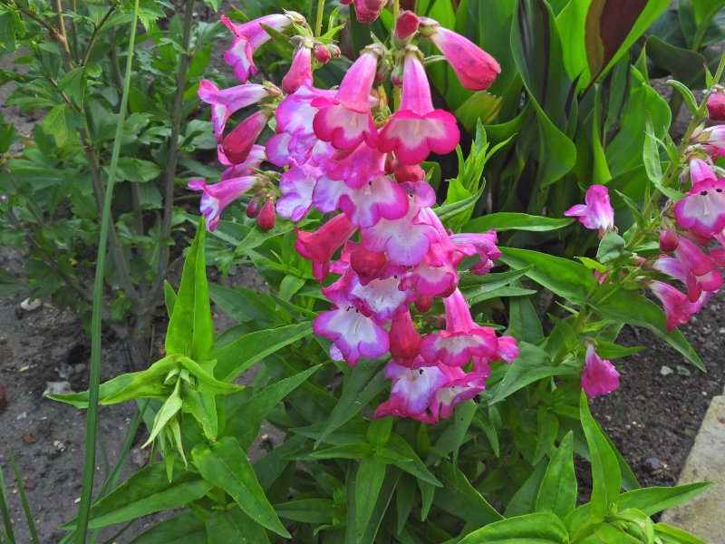 Penstemon Arabesque Orchid.JPG