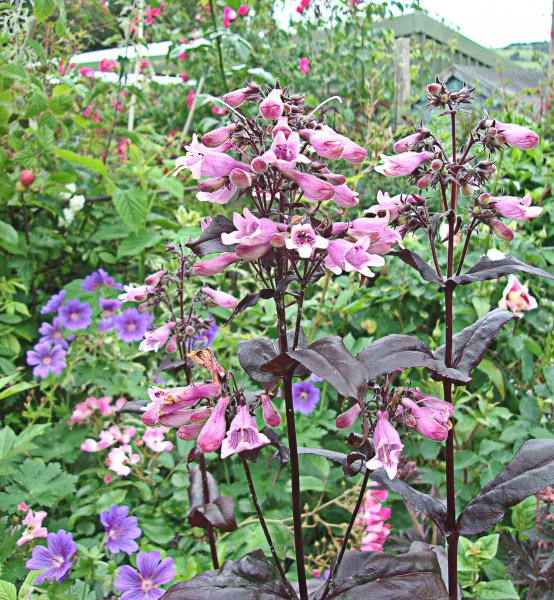 Penstemon Dakota Burgundy.JPG