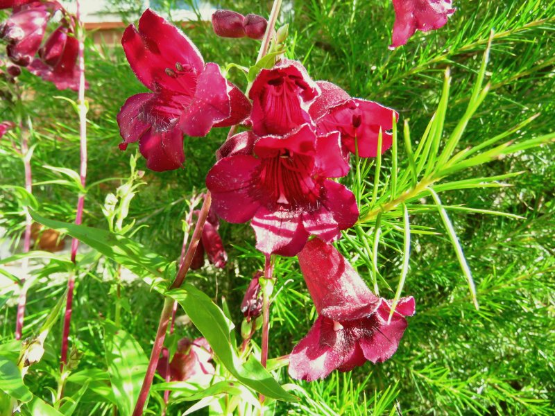 penstemon.JPG