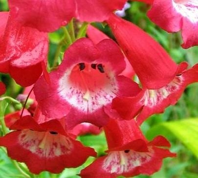 penstemon-king-george.jpg