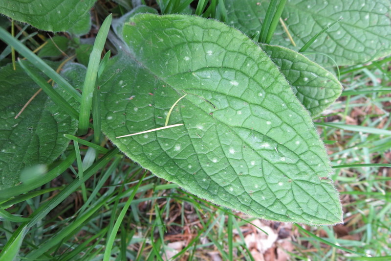 PENTAGLOTTIS  SEMPERVIRENS 14-05-2015 14-59-22.JPG
