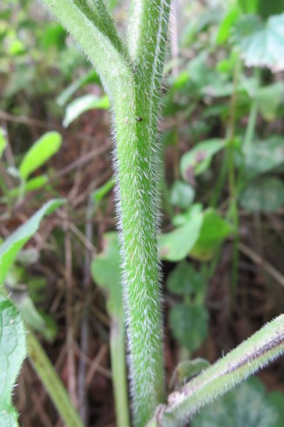 PENTAGLOTTIS  SEMPERVIRENS 14-07-2015 11-42-20.JPG