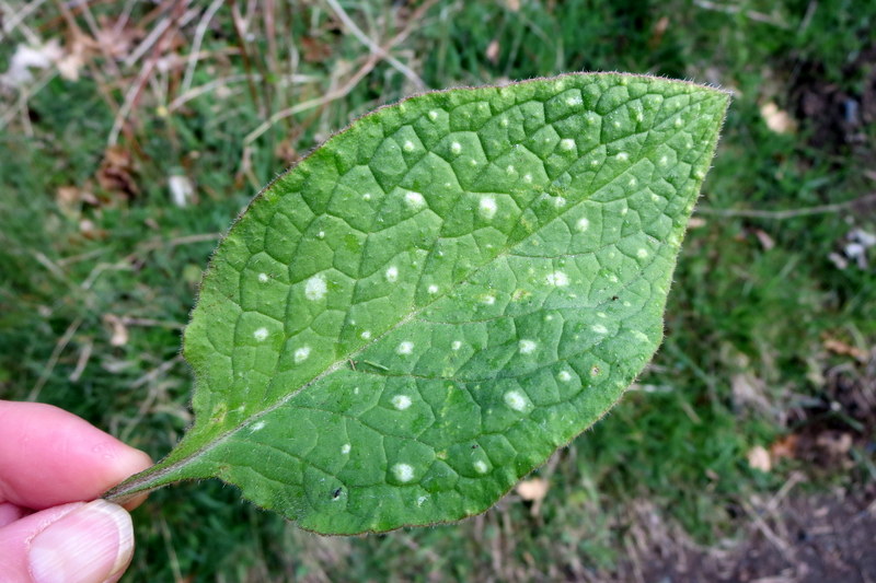 PENTAGLOTTIS  SEMPERVIRENS 15-04-2015 11-23-26.JPG