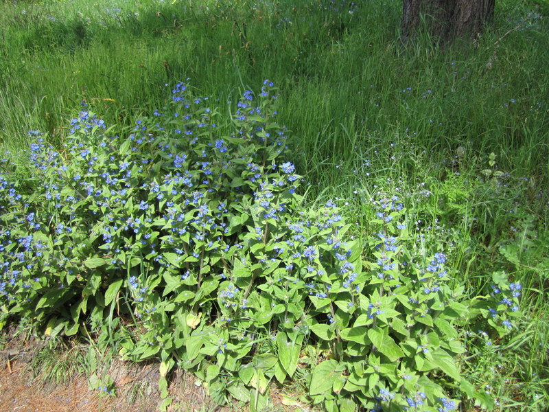 PENTAGLOTTIS  SEMPERVIRENS 31-05-2013 10-43-16.JPG