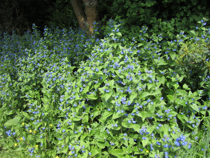 PENTAGLOTTIS  SEMPERVIRENS 31-05-2013 10-46-24.JPG