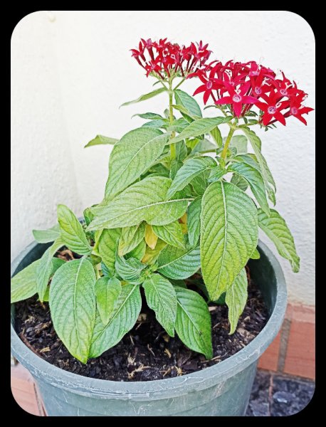 Pentas 15 Jul 22.jpg