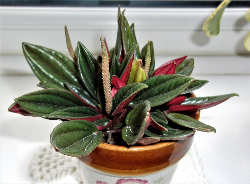 Peperomia caperata rosso.JPG