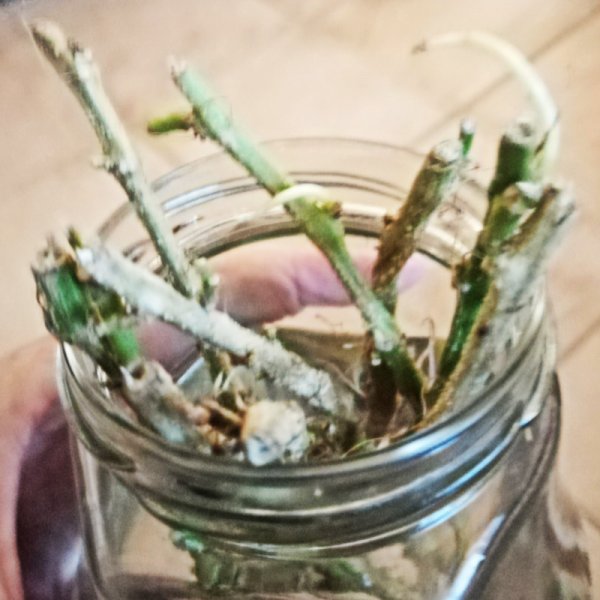 Pepino 11 Dec 21.jpg