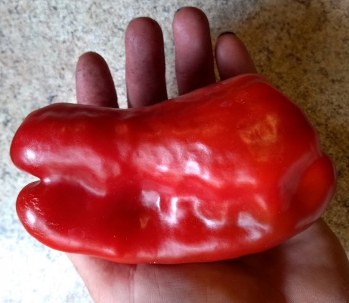 pepper.jpg