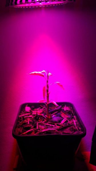 Pepper plant 1 17th Dec 18.jpg