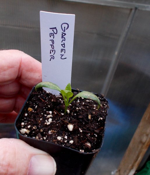 pepper seedlinig.jpg