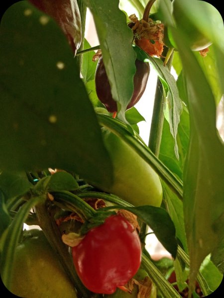 Pepperd3 26 May 24.jpg