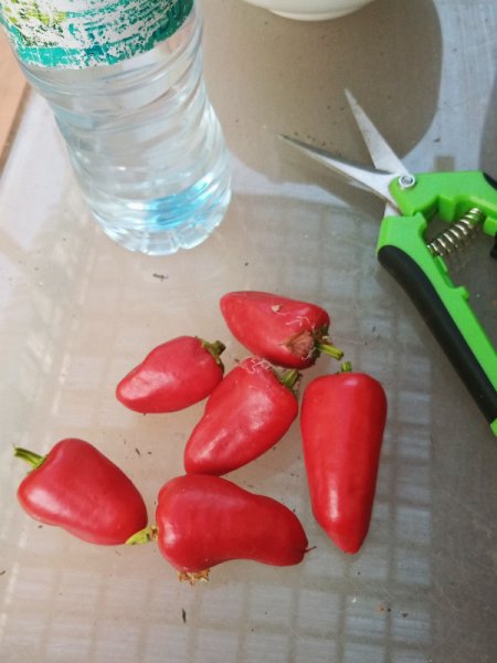 Peppers 30 Jun 24.jpg