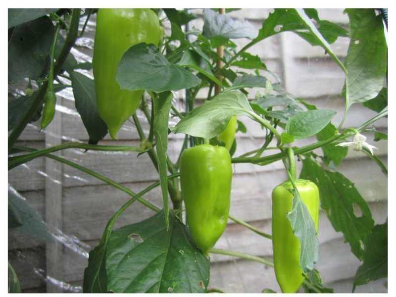 Peppers.jpg