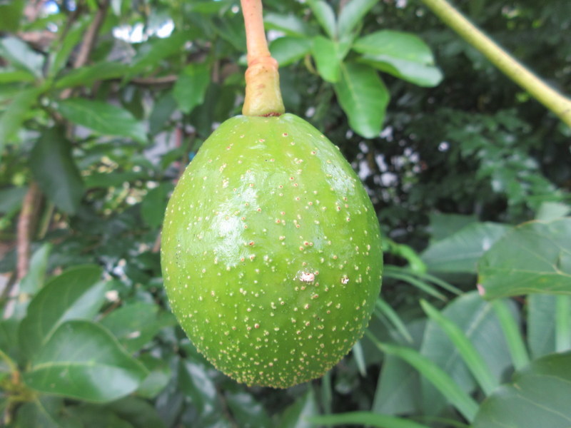 PERSEA  AMERICANA  AVOCADO 16-01-2019 12-29-32.JPG