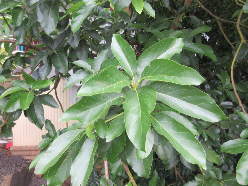 PERSEA  AMERICANA  AVOCADO 16-01-2019 12-29-42.JPG