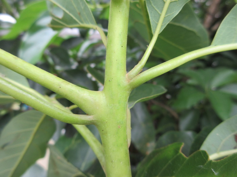 PERSEA  AMERICANA  AVOCADO 16-01-2019 12-29-58.JPG