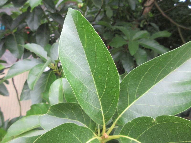 PERSEA  AMERICANA  AVOCADO 16-01-2019 12-30-17.JPG