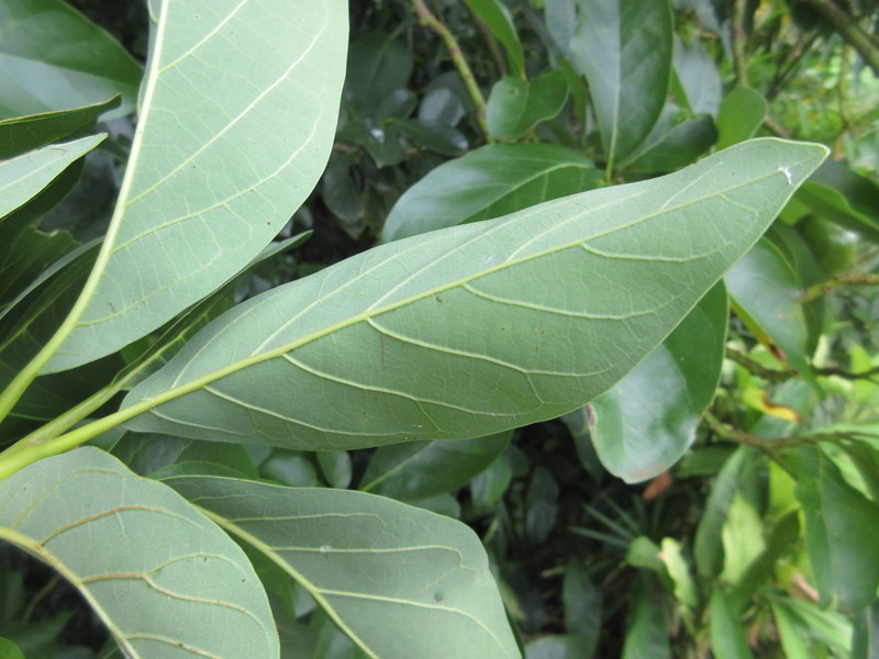 PERSEA  AMERICANA  AVOCADO 16-01-2019 12-30-30.JPG