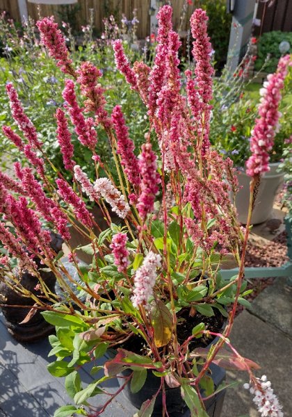 Persicaria aff Superba.jpg