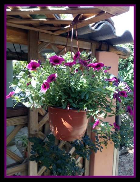 Petunia Million Bells 34 Jun.jpg