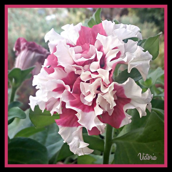 Petunia Pirouette .jpg