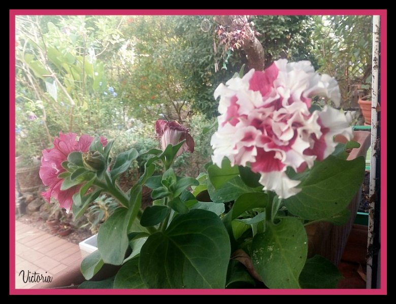 Petunia Pirouette Stripe.jpg