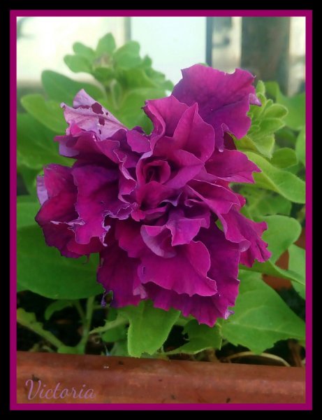 Petunia Purple.jpg