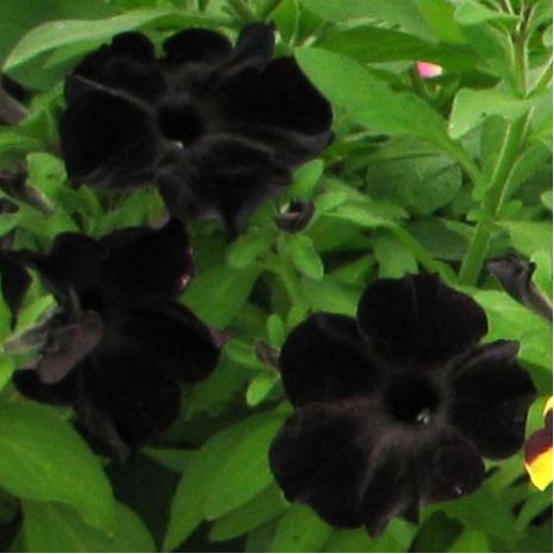 Petunia Ray Black.jpg