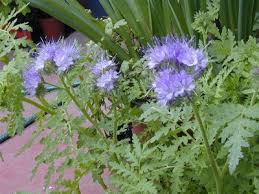 phacelia.png
