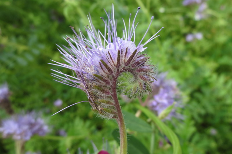 PHACELIA  TANACETIFOLIA 18-07-2015 14-46-28.JPG