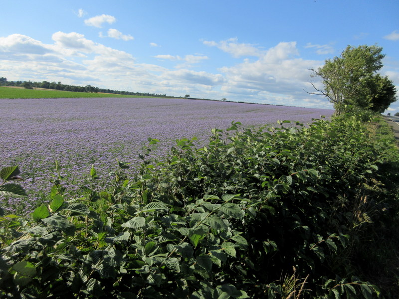 PHACELIA  TANACETIFOLIA 24-07-2018 18-01-30.JPG