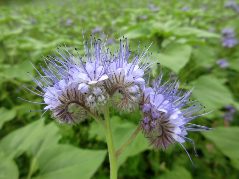 PHACELIA  TANACETIFOLIA 24-08-2019 15-09-37.JPG