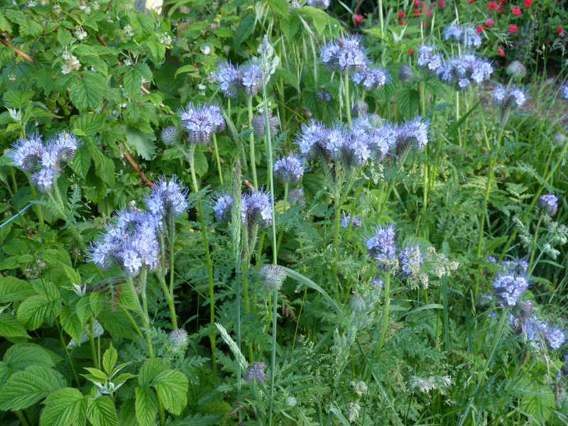 Phacelia tanacetifolium.JPG