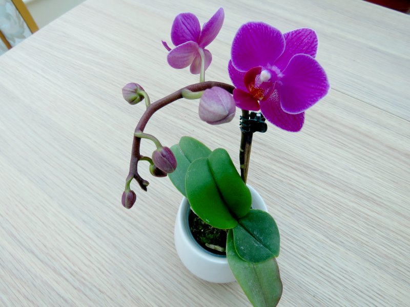 PHAL.JPG